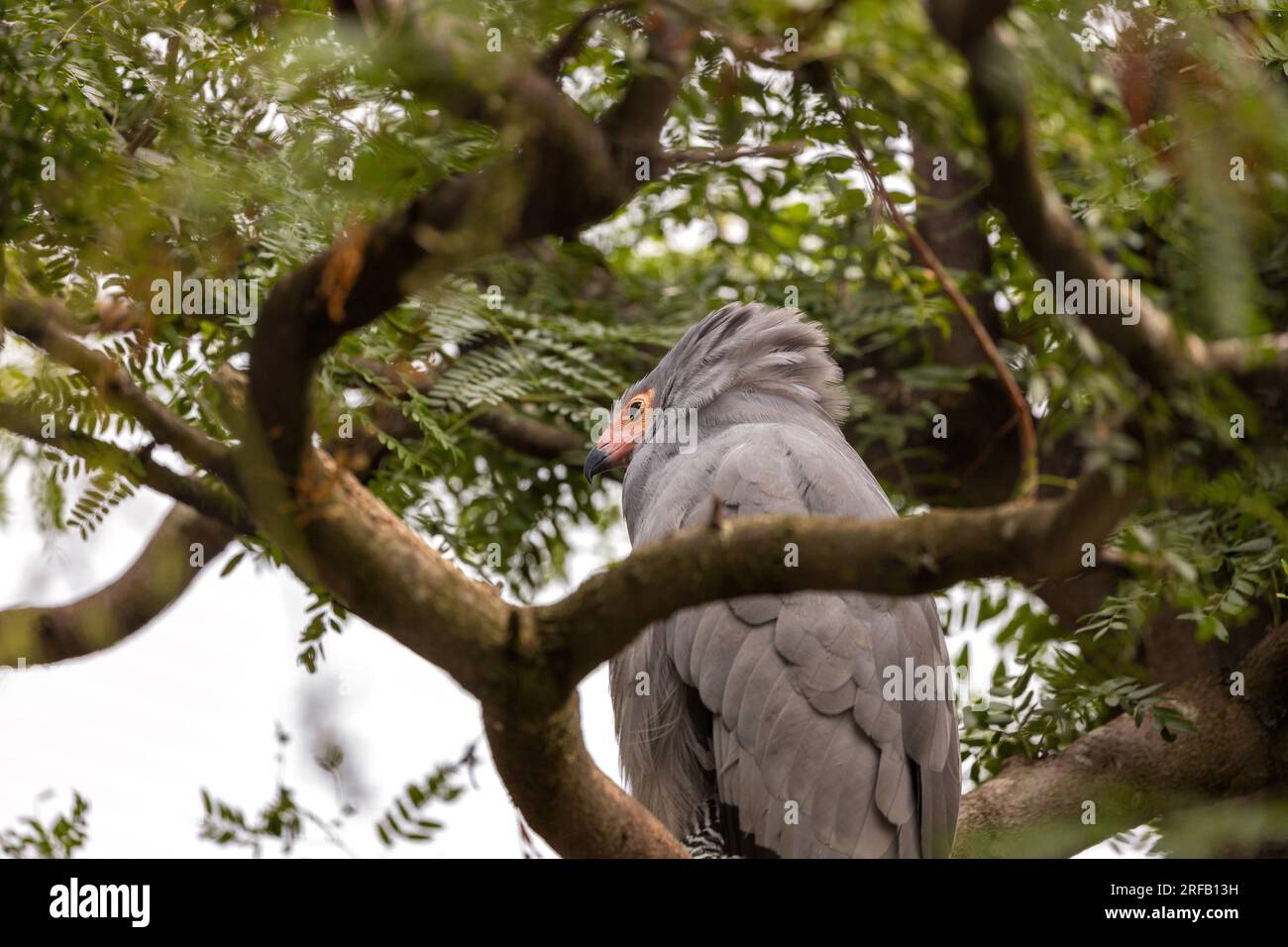 The African Harrier Hawk, also known as Gymnogene, is a majestic raptor ...
