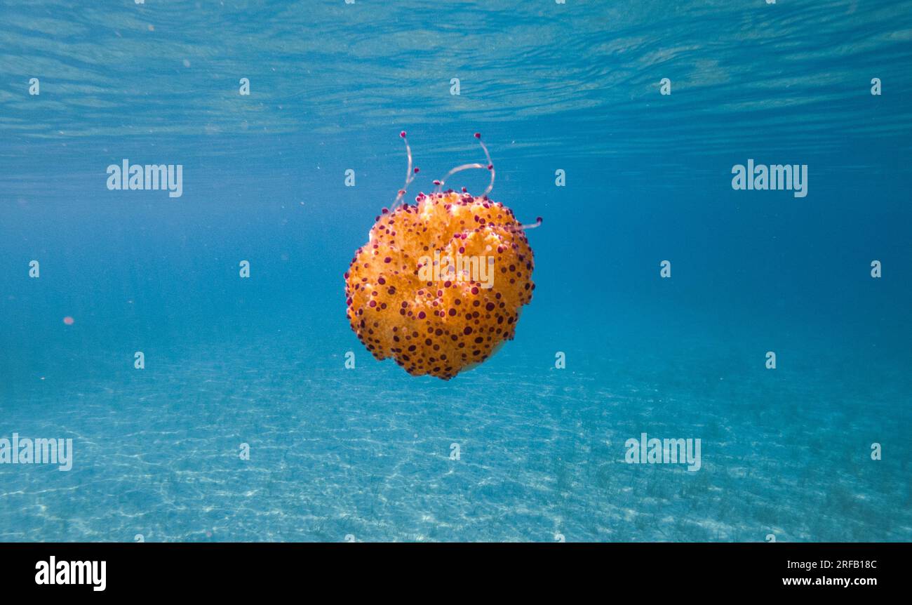 Jellyfish floating in the blue water of the Mediterranean Sea Stock ...