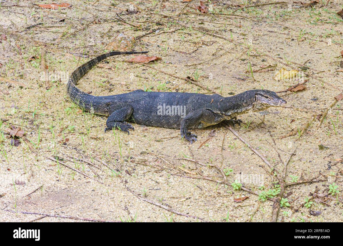 Monitor lizards singapore hi-res stock photography and