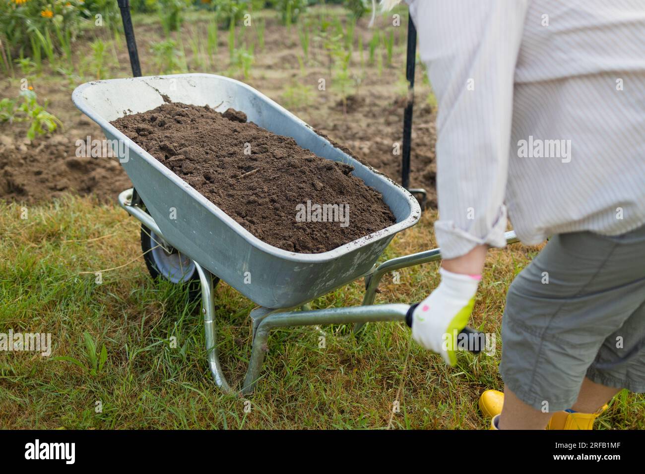 50s senior farmer woman with a shovel unloads a wheelbarrow filled with ...