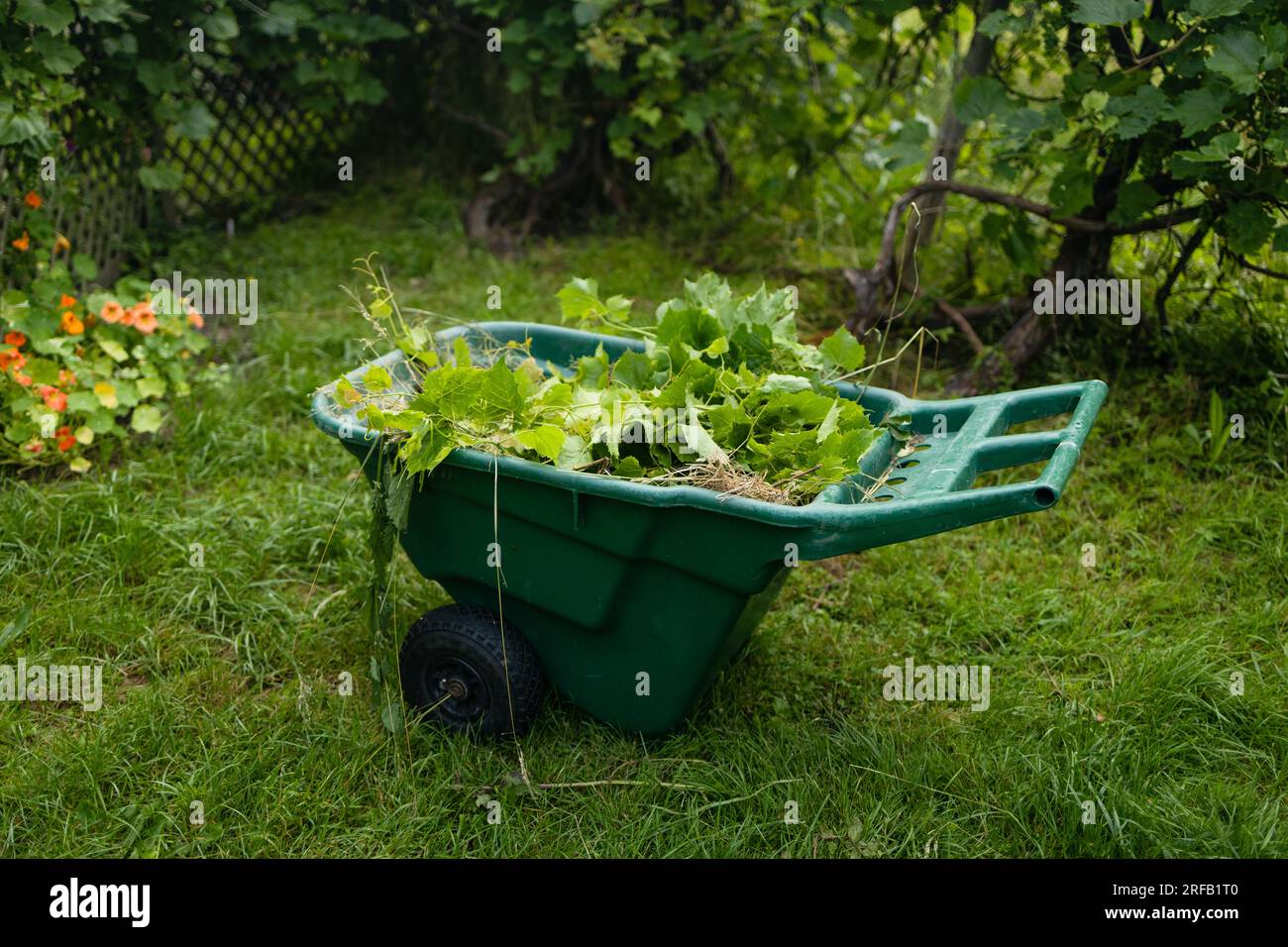 Spring Wheelbarrows Gardening work in a summer garden, green wheelbarrow full of weeds ...