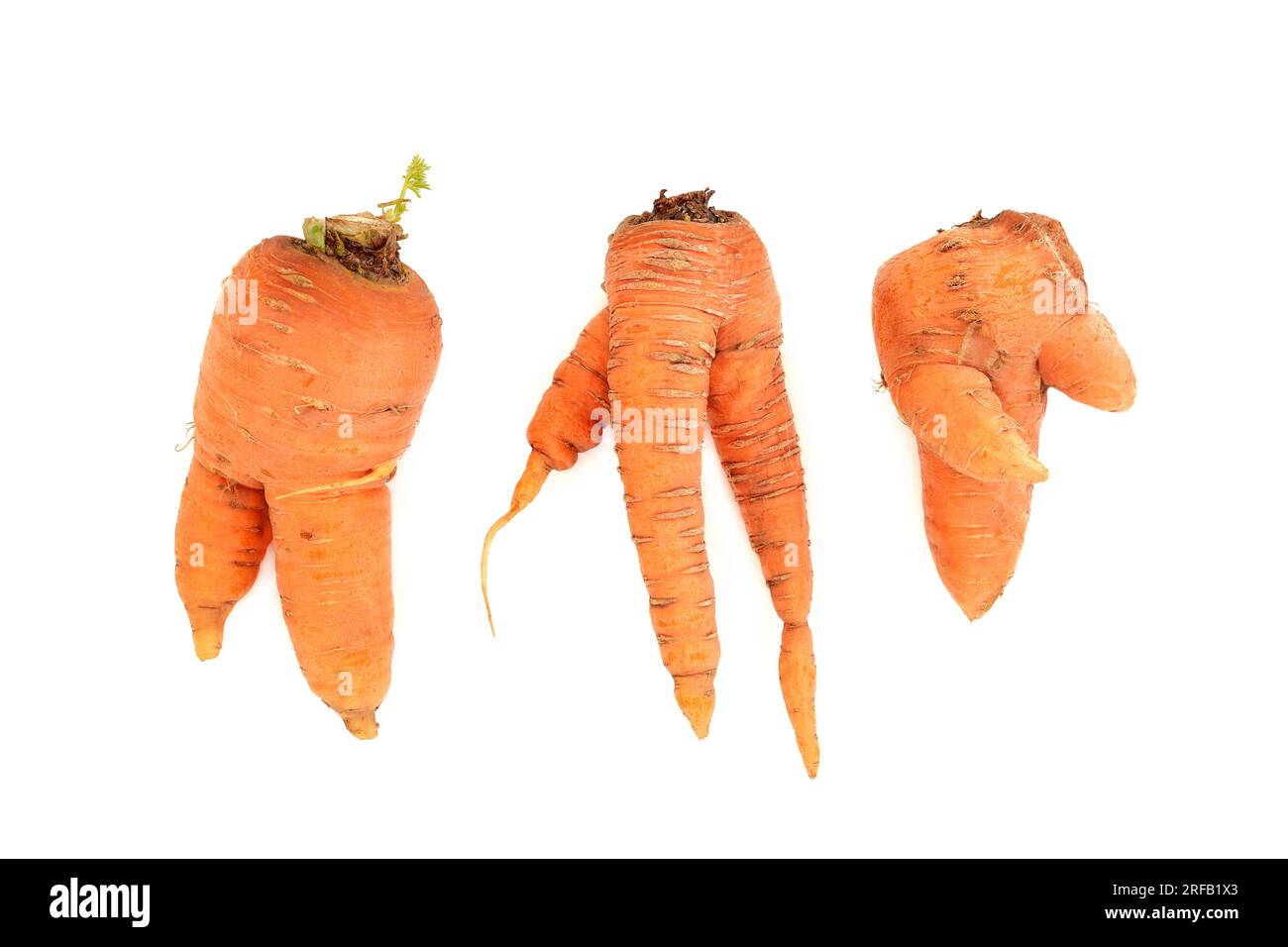 Twisted forked deformed and misshapen carrots. Organic imperfect examples on white background. Caused by pythium fungus. Stock Photo