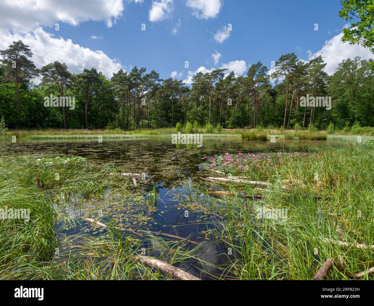 Lelie ven pond in woodland between Heeze and Geldrop, North Brabant, Netherlands. Stock Photo