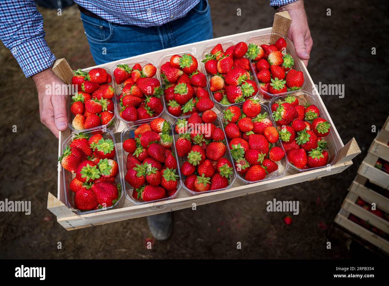 Remontant strawberries hires stock photography and images Alamy
