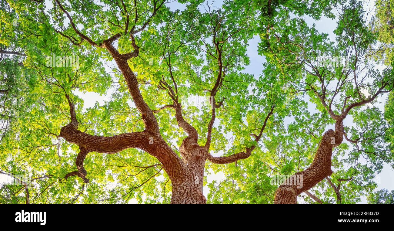 Old oak tree in sunlight in natural park in summer Stock Photo - Alamy