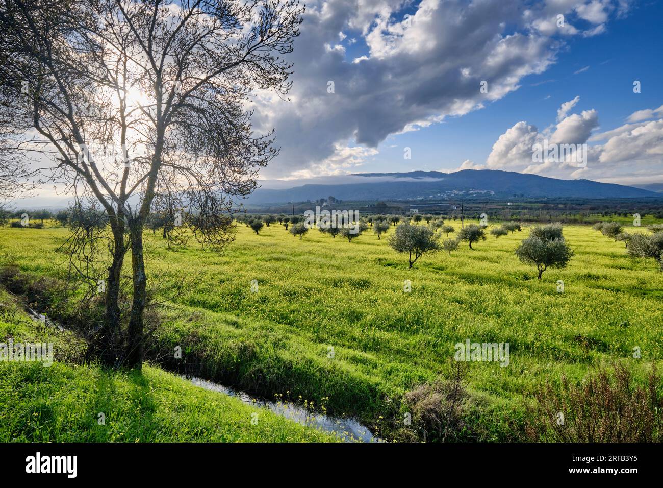 Olive trees in the fertile valley of the Sabor river. Tras-os-Montes ...