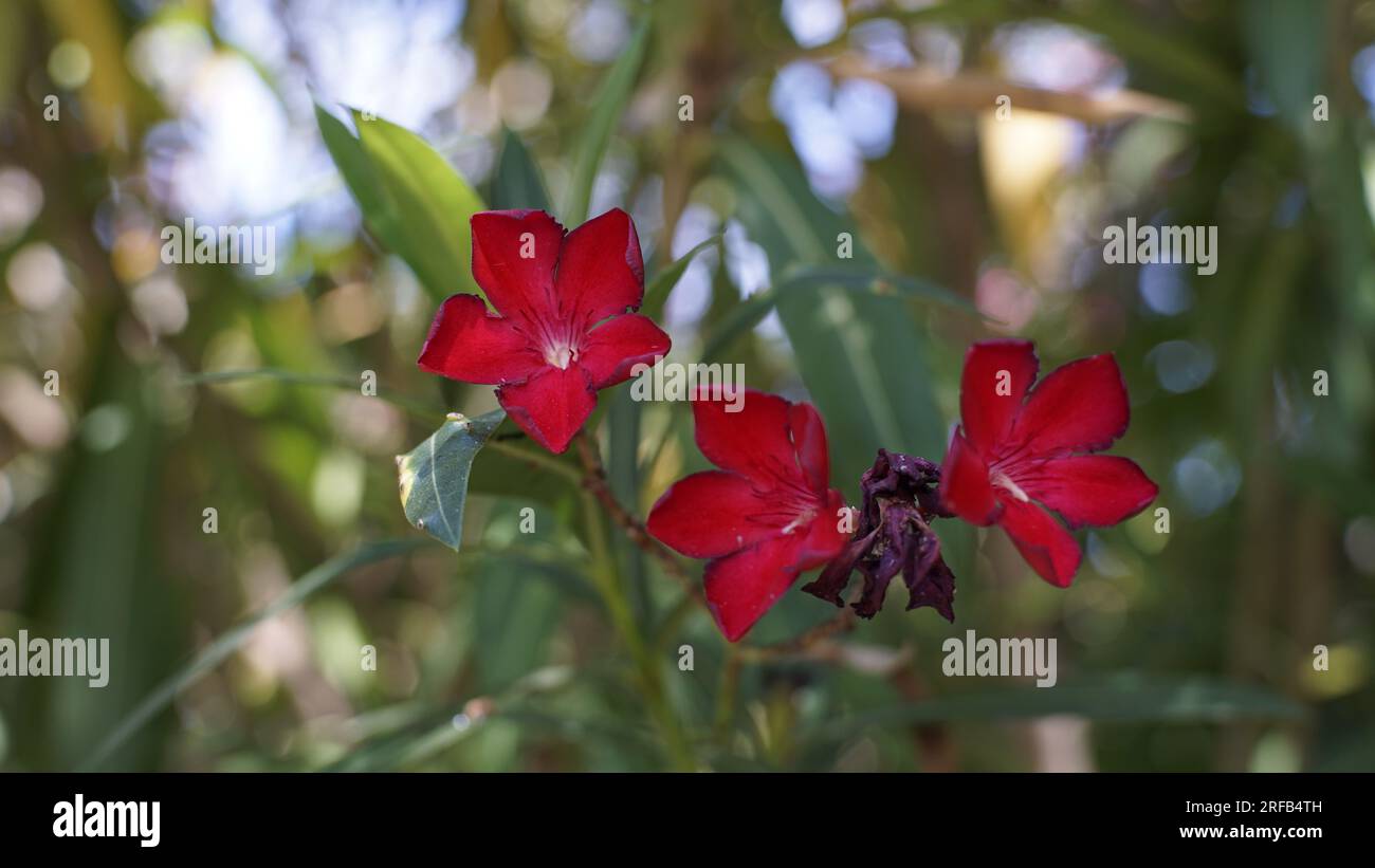 Exotic red flowers Stock Photo Alamy