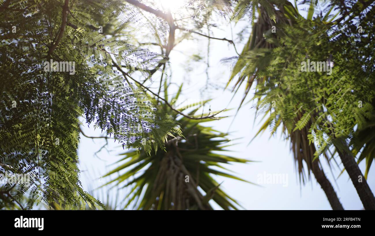 Sunlight shines through palm trees hi-res stock photography and images ...