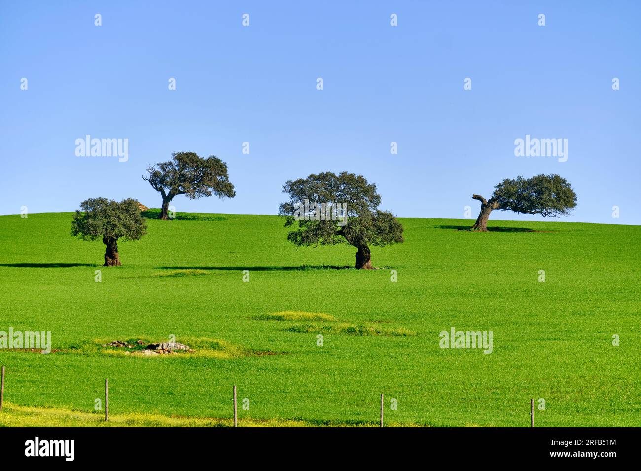 Holm oaks in Spring. Monforte, Alentejo. Portugal Stock Photo