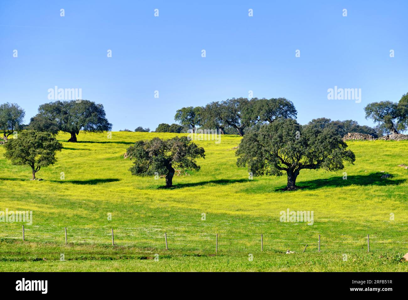 Holm oaks in Spring. Monforte, Alentejo. Portugal Stock Photo