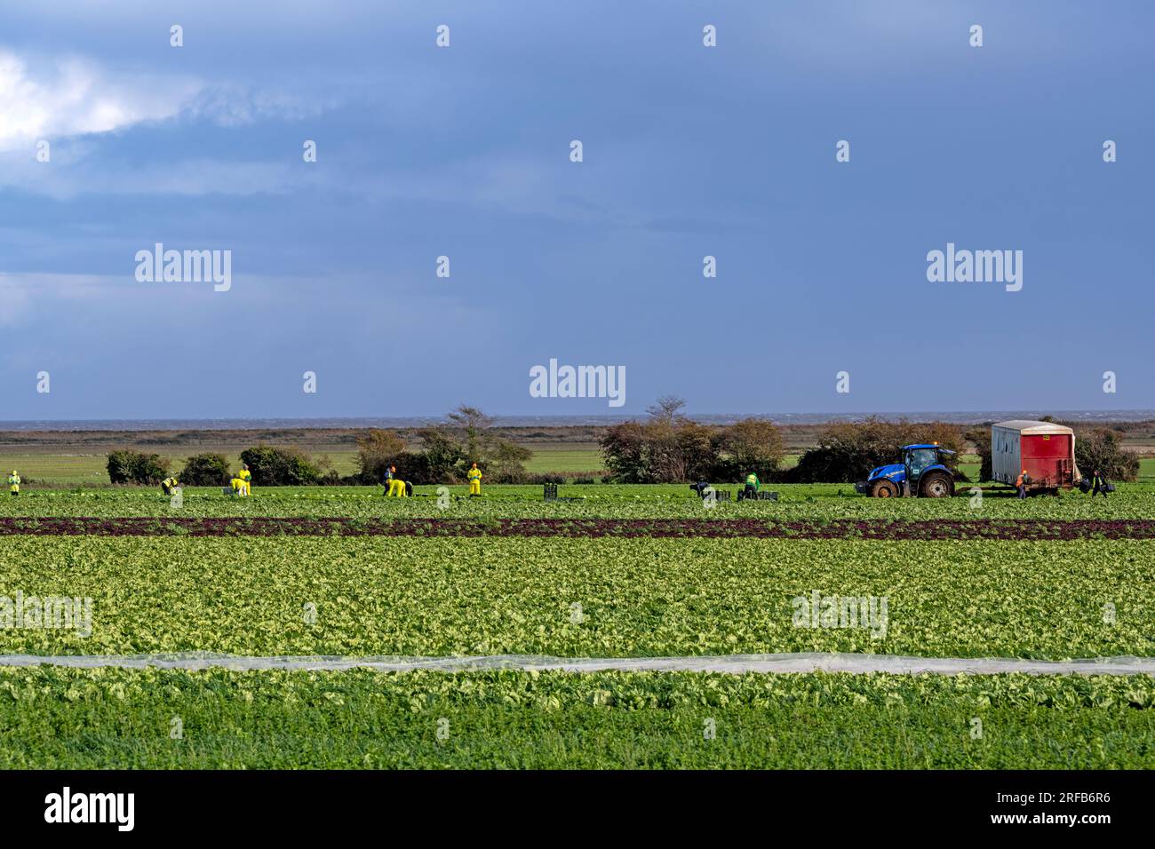 Lettuce harvest Bawdsey Suffolk UK Stock Photo