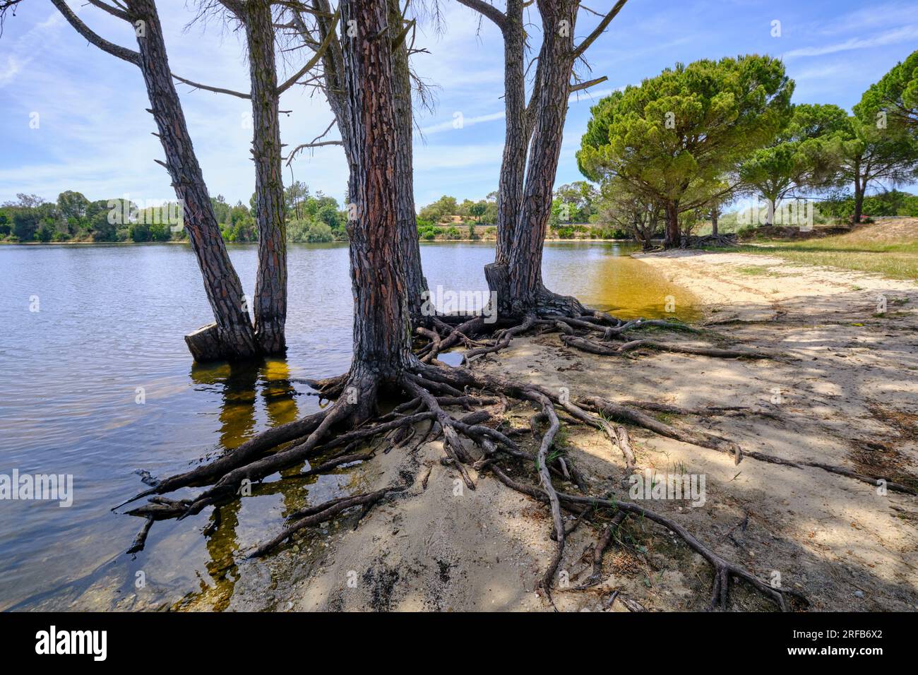 Stone pines at the Montargil dam. Alentejo, Portugal Stock Photo