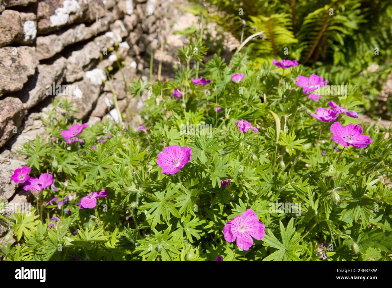 Detail of the flower known as Geranium sanguineum or commonly the bloody carnes bill. Stock Photo