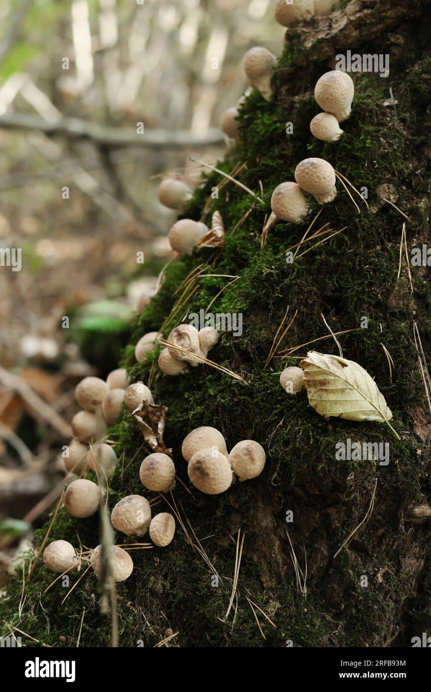 Many mushrooms grow on an old stump in the forest. Vertical photo Stock ...