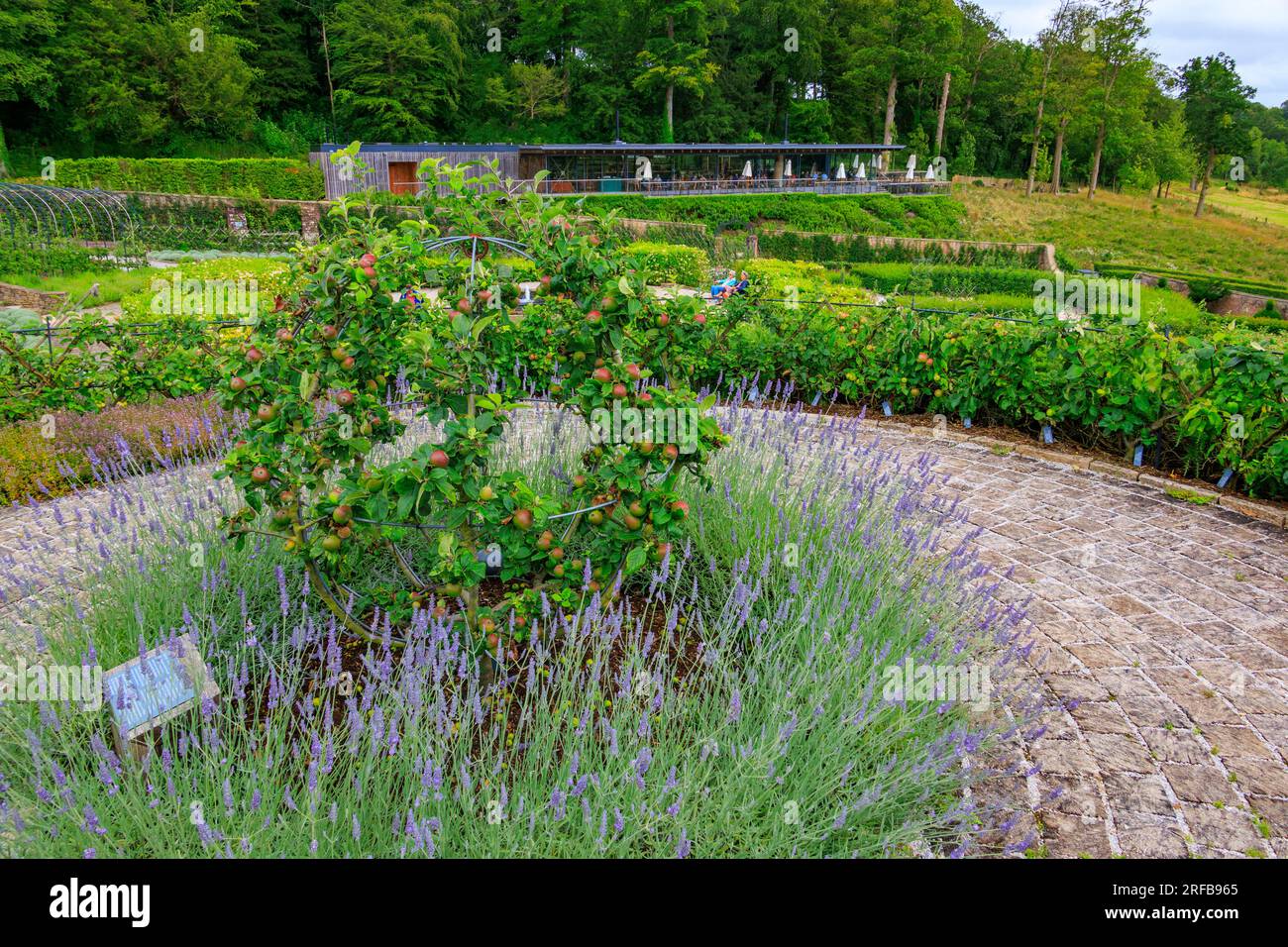 Some of the many different varieties of English apple trees growing in the Parabola walled garden at 'The Newt in Somerset', nr Bruton, England, UK Stock Photo