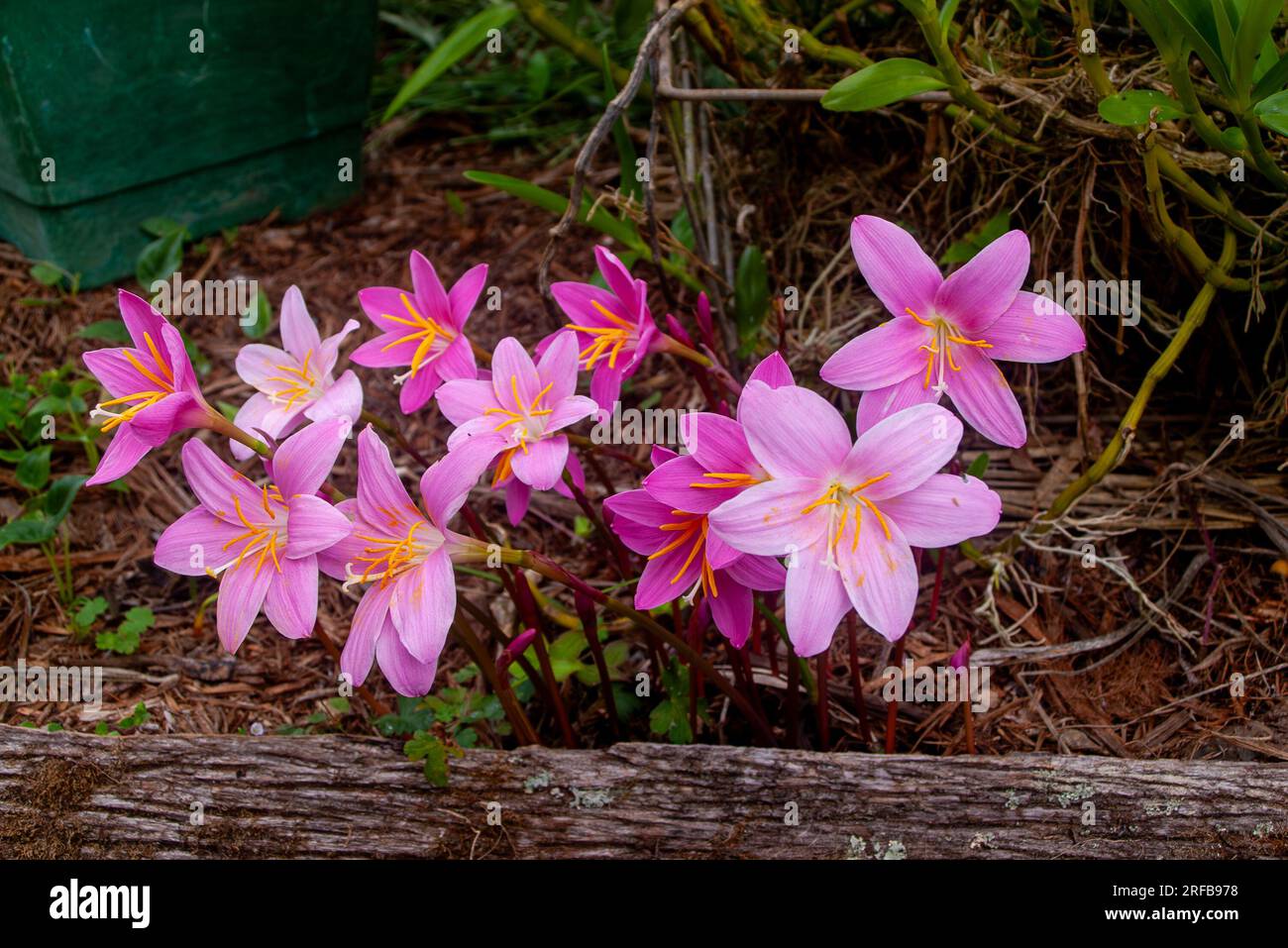 Storm Lilly, Zephyranthes minuta, cultivation, Malanda, Australia. Stock Photo