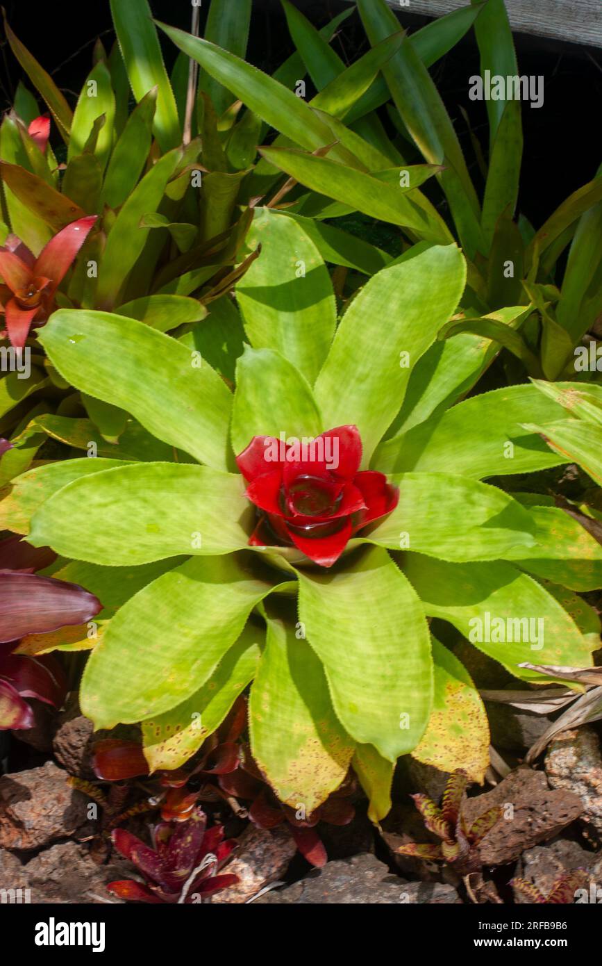 Bromeliad Nidularium with pale green leaves and bright red centre, cultivated, Malanda, Australia. Stock Photo
