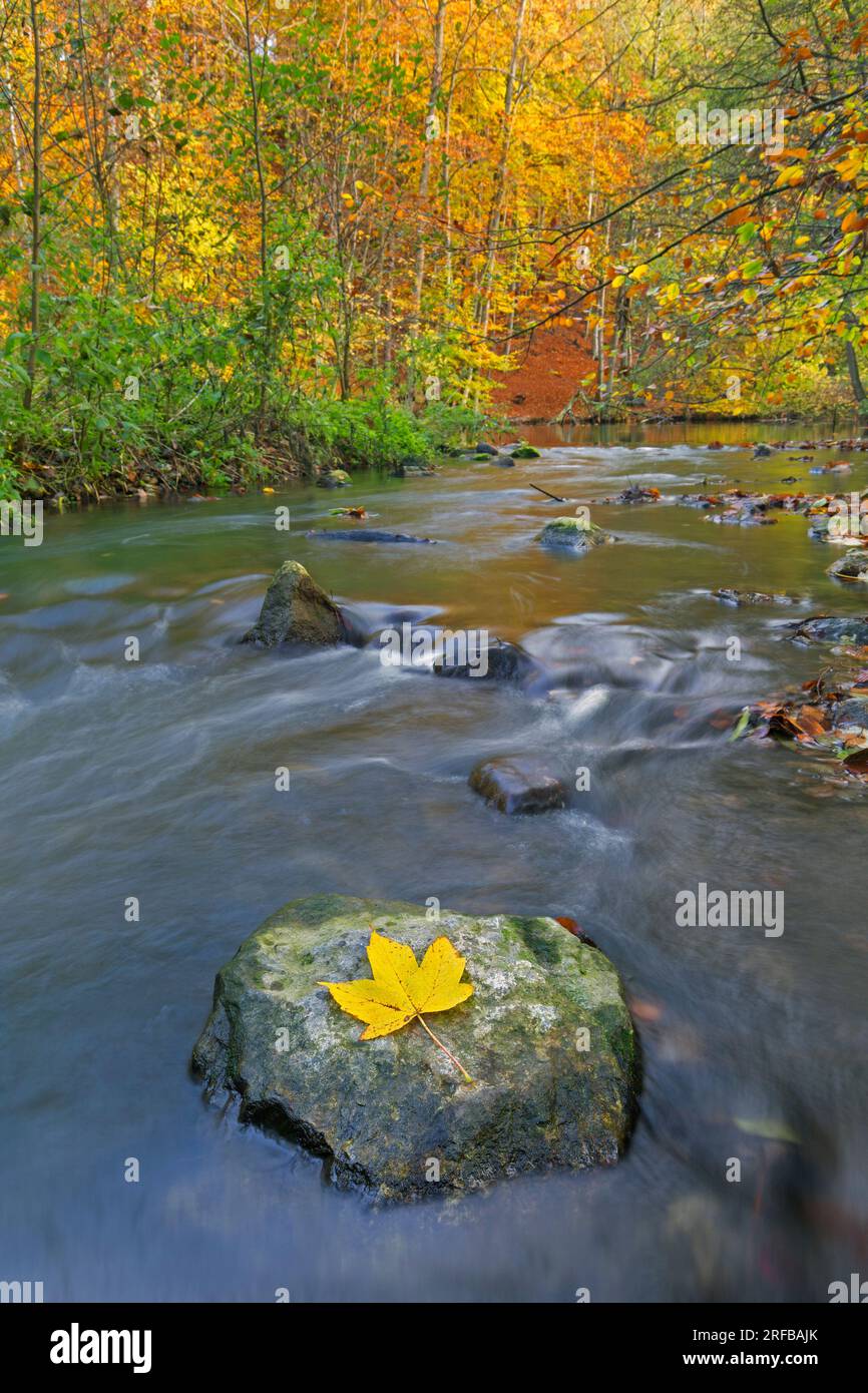 Yellow fallen sycamore leaf on boulder in the river Pinnau flowing through autumn forest showing fall colours, Schleswig-Holstein, Germany Stock Photo