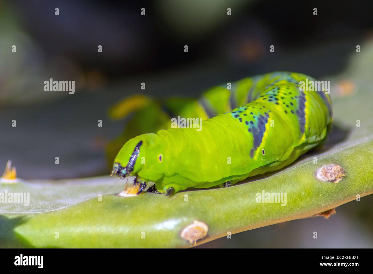 Nature's Marvel: Caterpillar exploring a vibrant leaf Stock Photo
