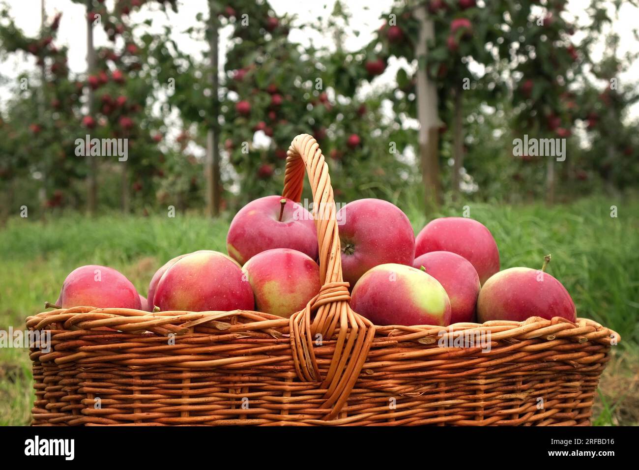 Apple Before Ripe Ripe Apples in the Apple Orchard before Harvesting. Big Red delicious ...