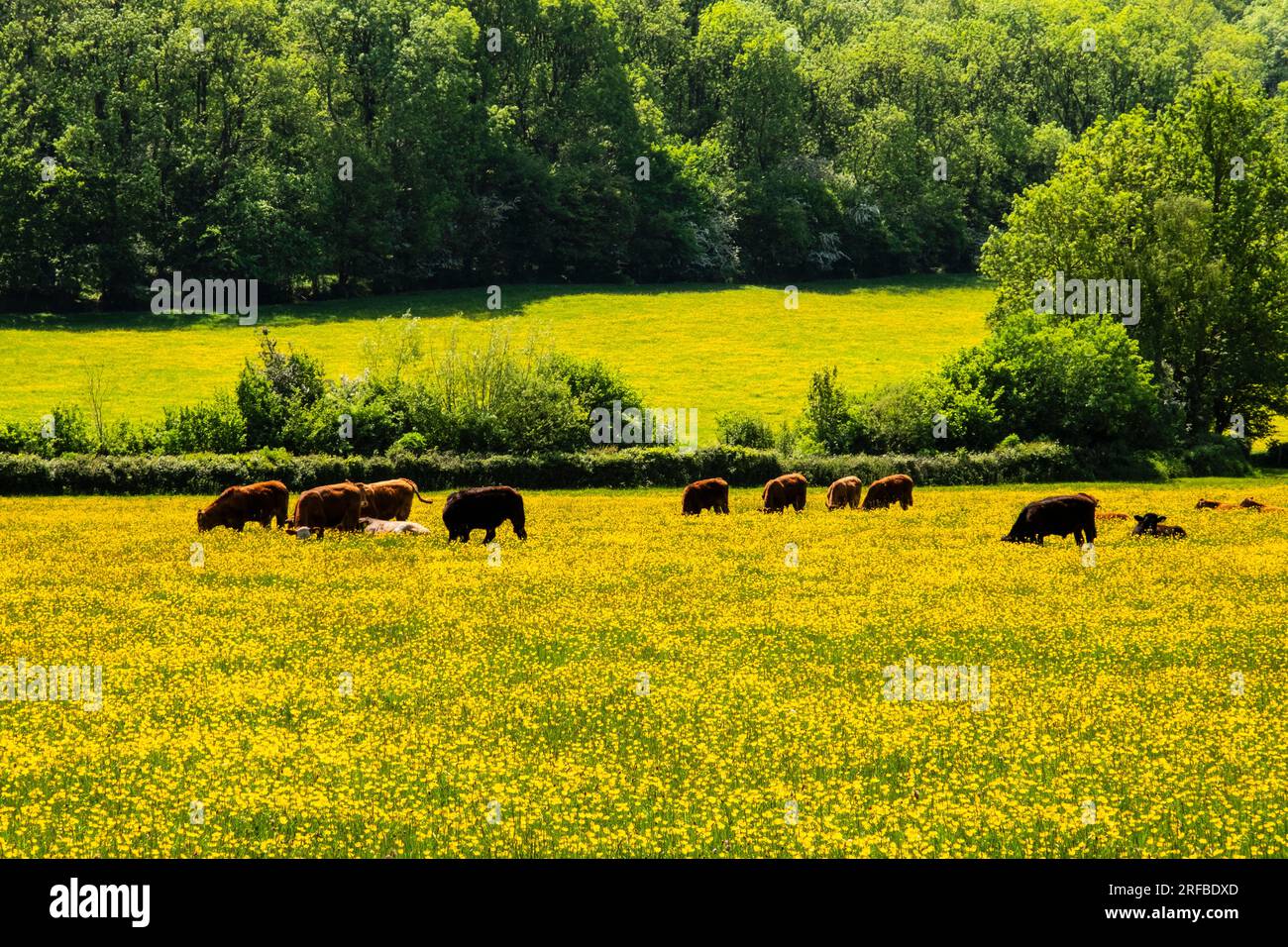 Hereford cattle grazing in a field of yellow Buttercup flowers in the Golden Valley in summer. Peterchurch, Herefordshire, England, UK, Britain Stock Photo