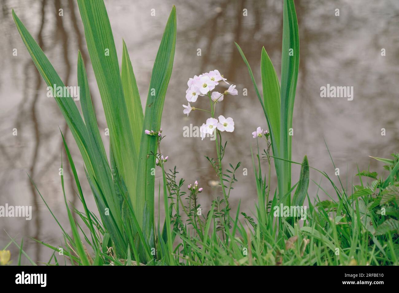Lady's Smock or Cuckoo Flower (Cardamine pratensis) flowering by Monmouthshire and Brecon Canal. Powys, Wales, UK, Britain Stock Photo