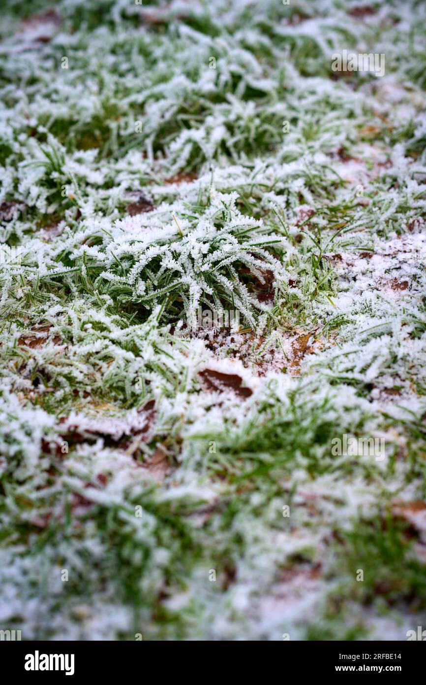 Frozen grass Stock Photo