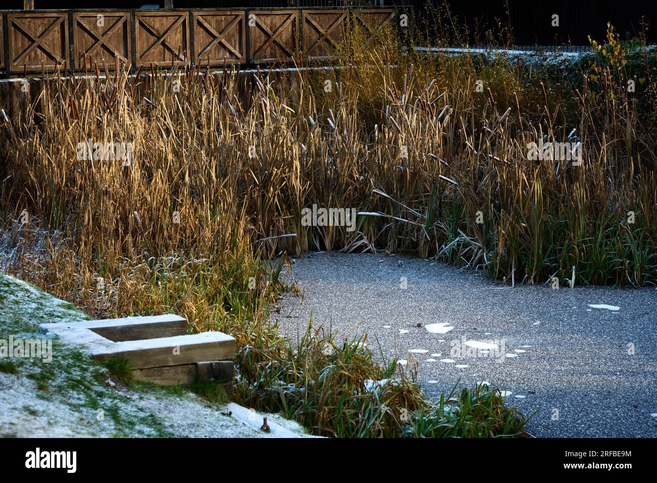Frozen Reeds Reeds and snow hi-res stock photography and images - Alamy