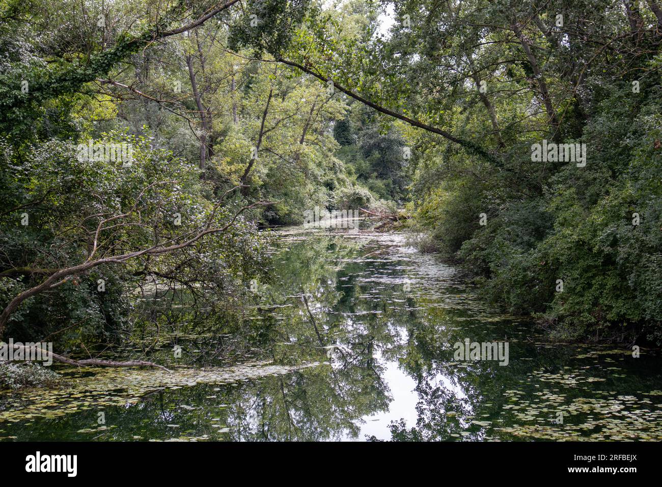 The forest around the Jarun lake Stock Photo