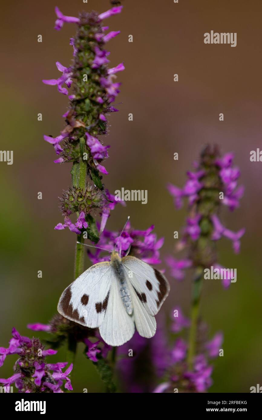A cabbage butterfly (pieris brassicae)sitting on a blooming betony flower (betonica officialis) Stock Photo