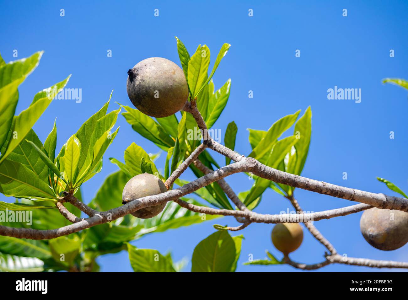 Jenipapo (Genipa americana), many fruits on the tree with blue sky in the background. Selective focus Stock Photo