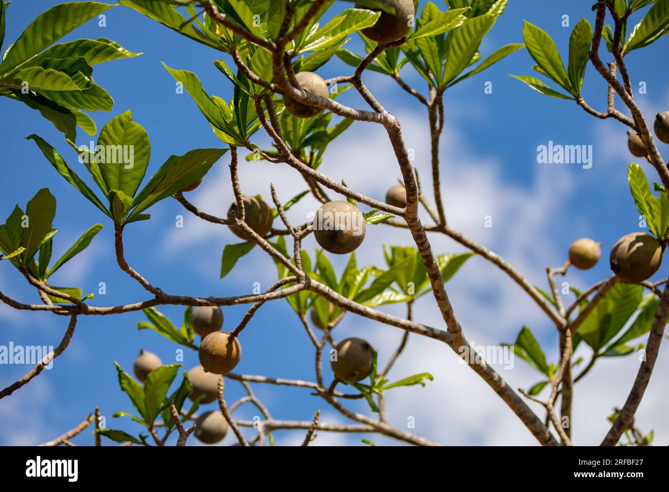 Jenipapo (Genipa americana), many fruits on the tree with blue sky in the background. Selective focus Stock Photo