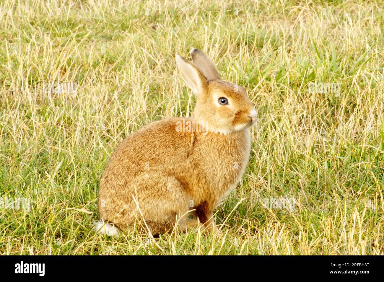 Beautiful red bunny in green hi-res stock photography and images - Alamy