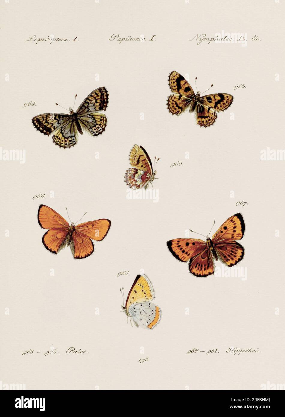 Antique butterfly illustration. German entomology art featuring a