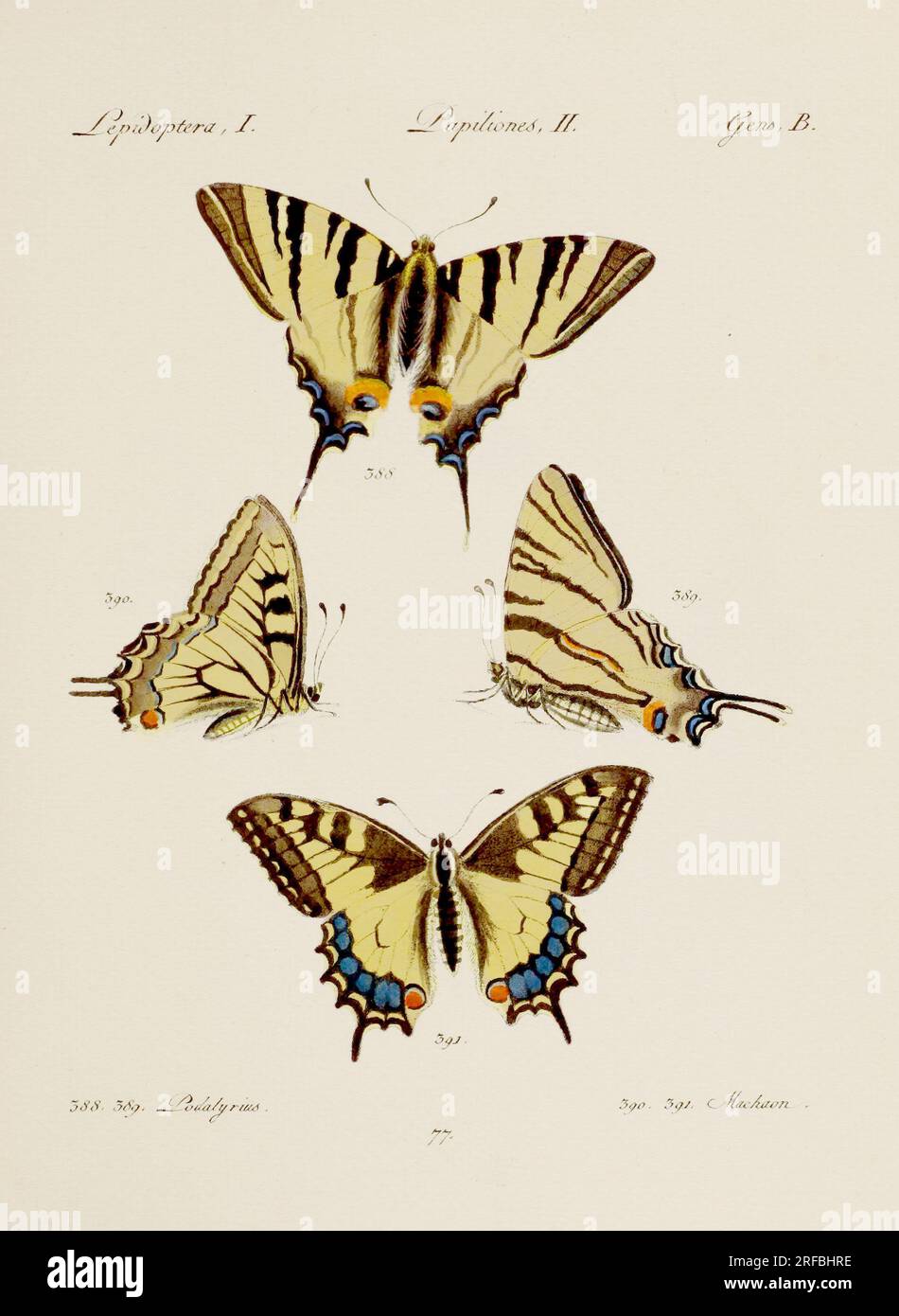 Antique butterfly illustration. German entomology art featuring a