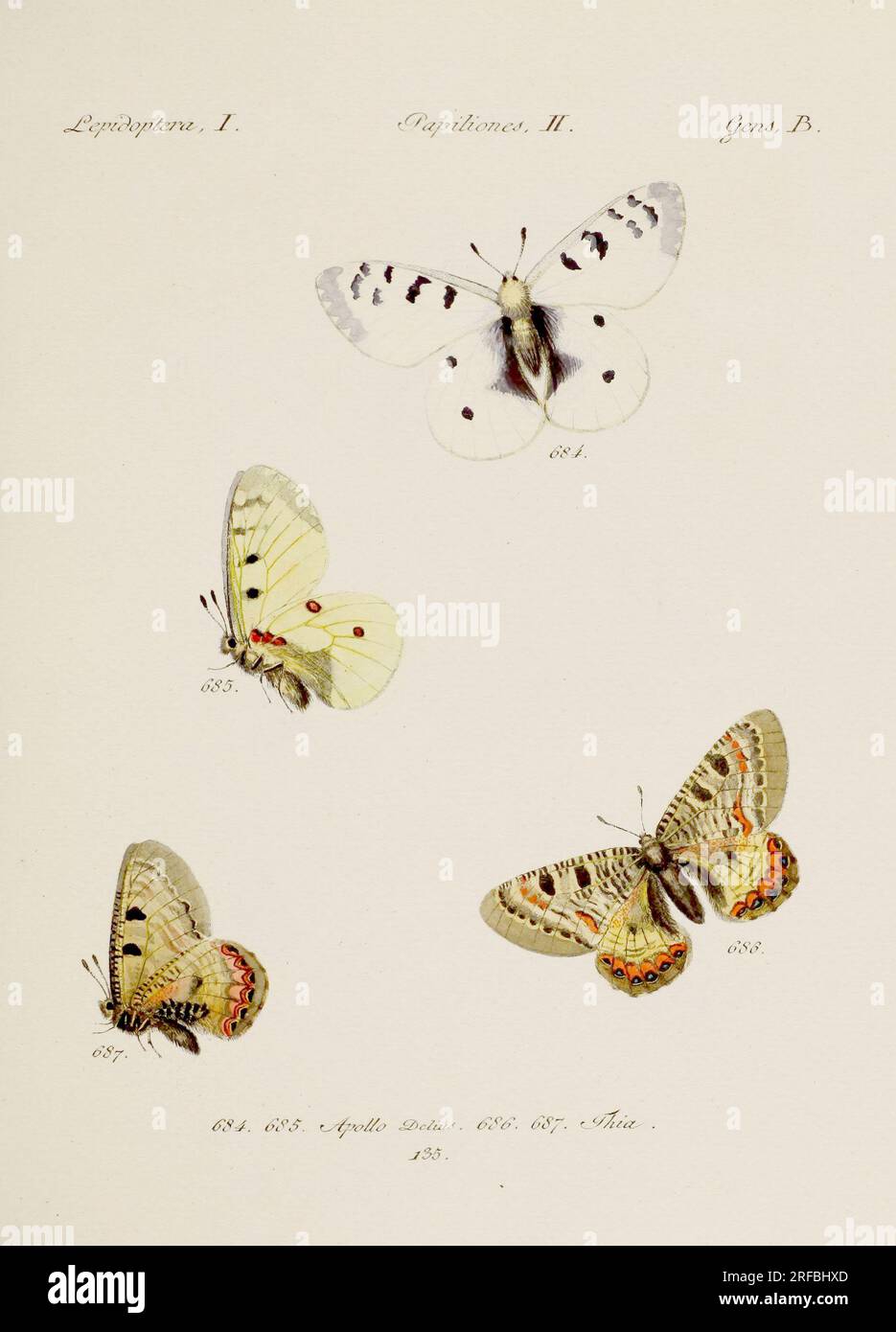 Antique butterfly illustration. German entomology art featuring a