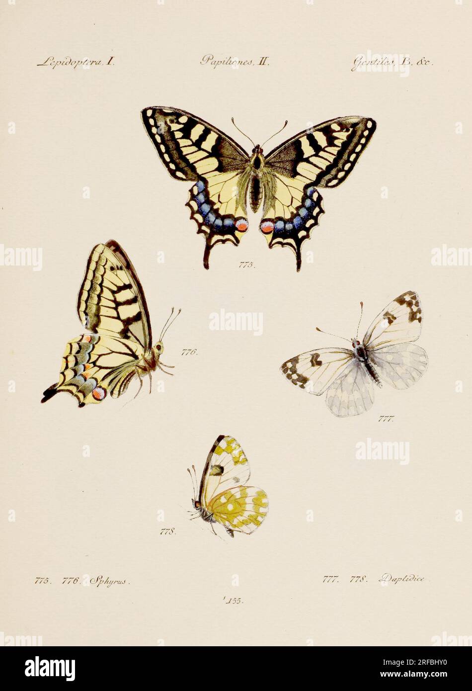 Antique butterfly illustration. German entomology art featuring a