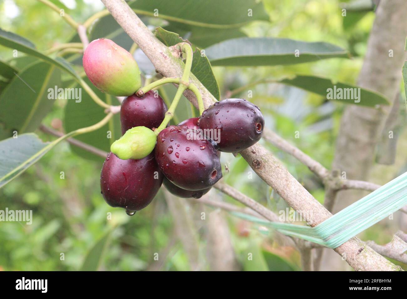 Java plum on tree in farm for harvest are cash crops Stock Photo