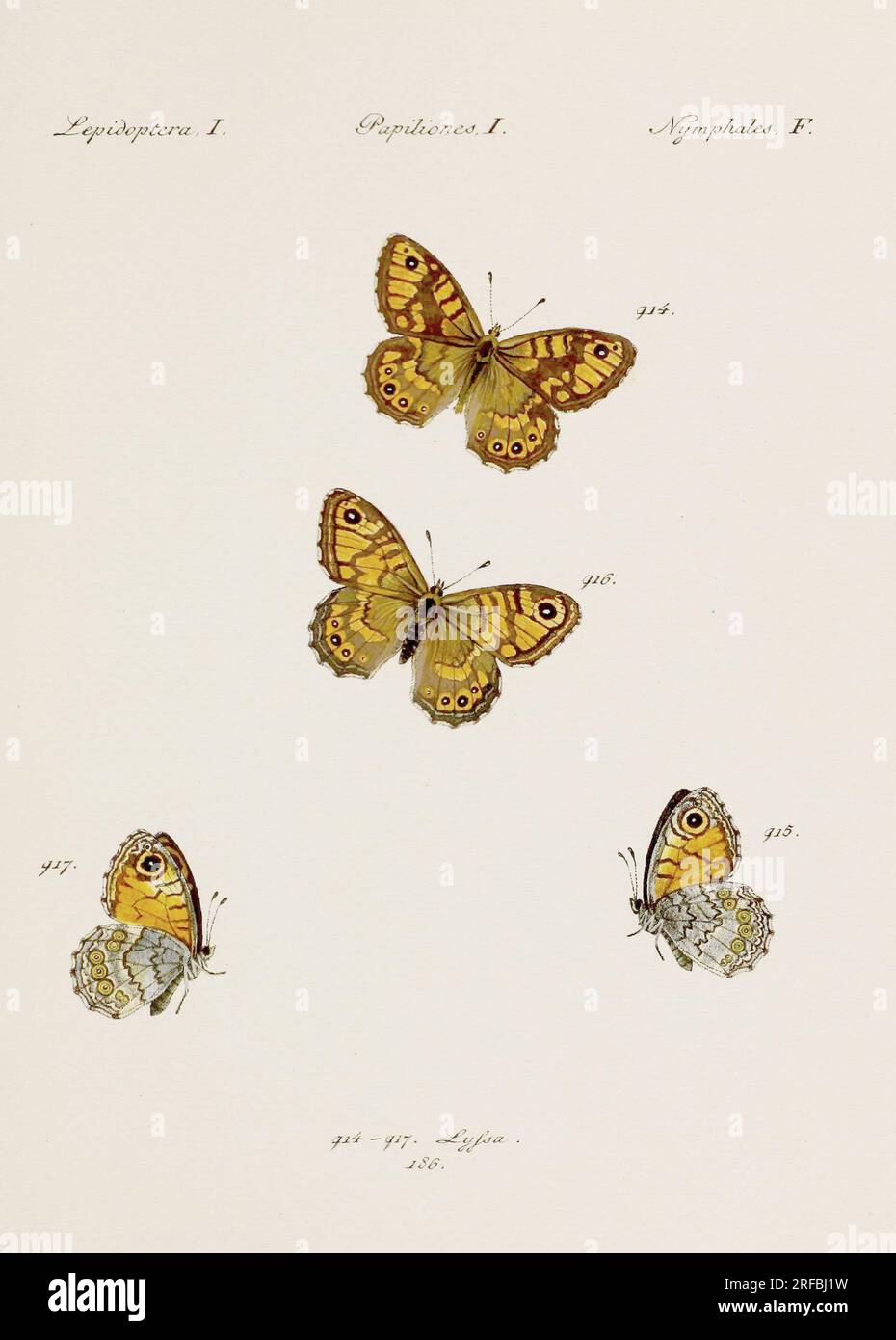 Antique butterfly illustration. German entomology art featuring a