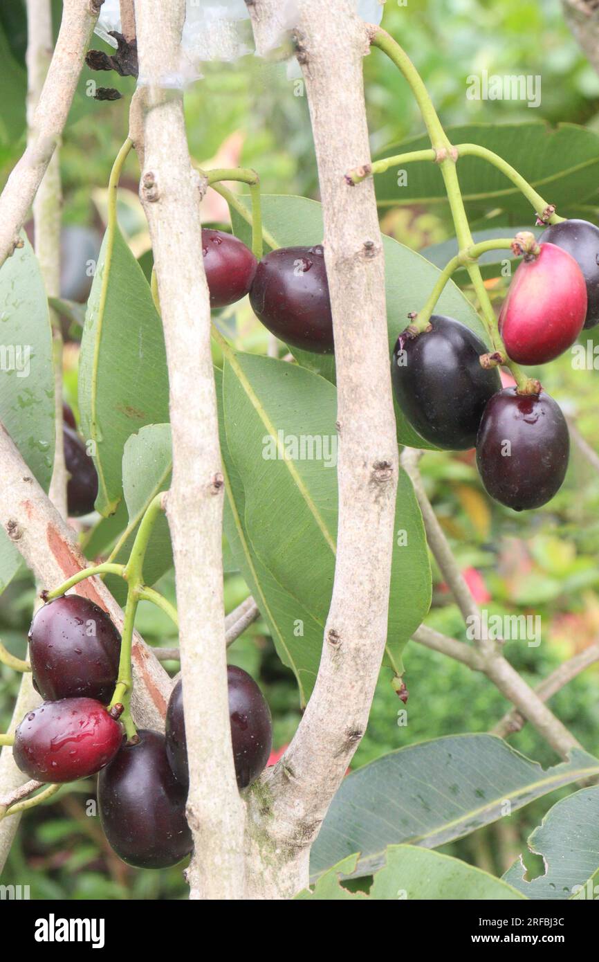 Jamun tree hi-res stock photography and images - Alamy
