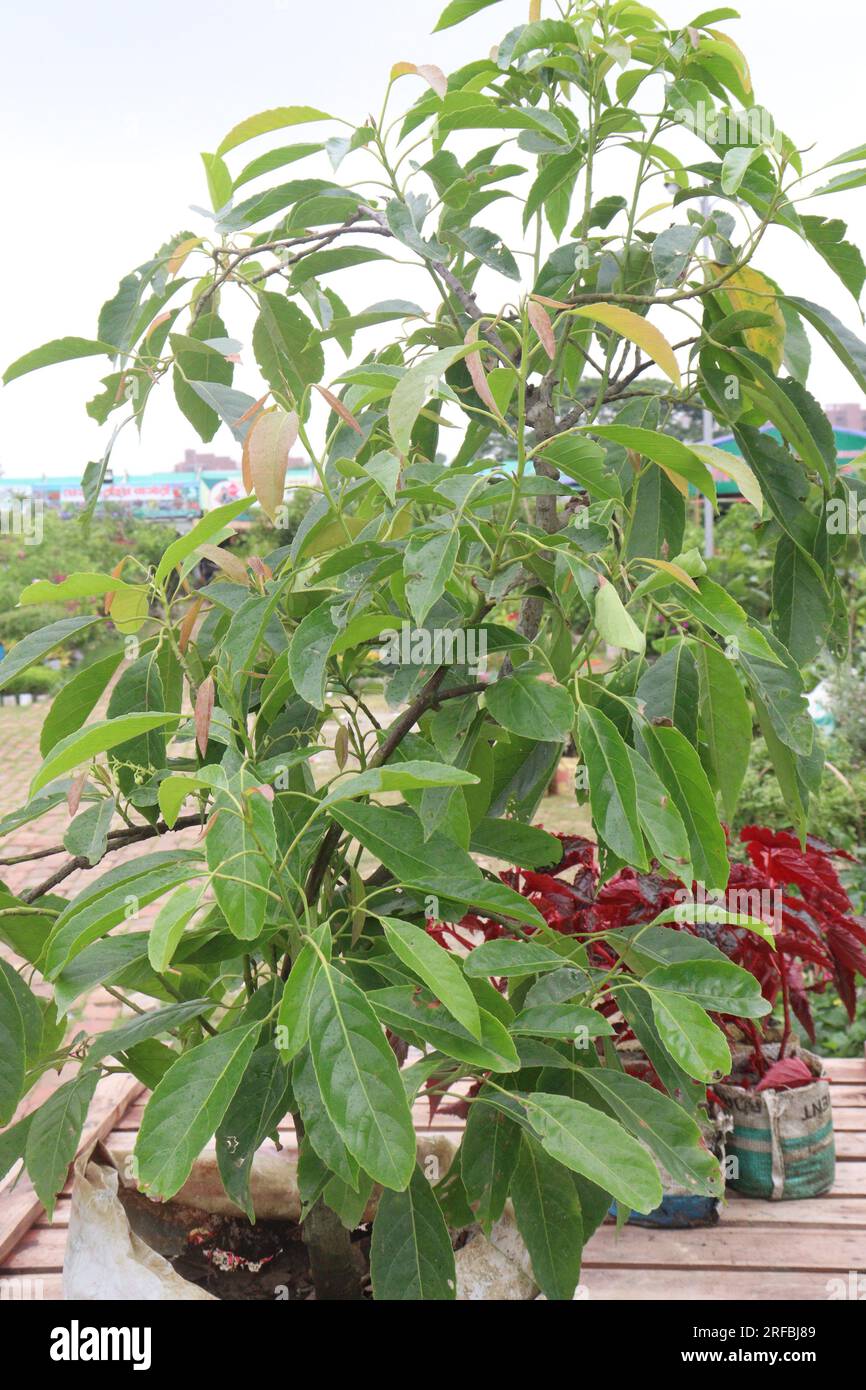 Elaeocarpus serratus fruit tree plant on farm for harvest are cash crops Stock Photo