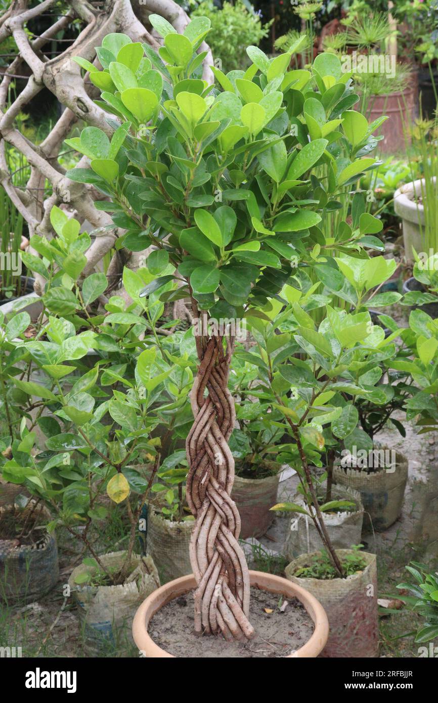 Ficus microcarpa tree plant on farm for harvest are cash crops Stock Photo