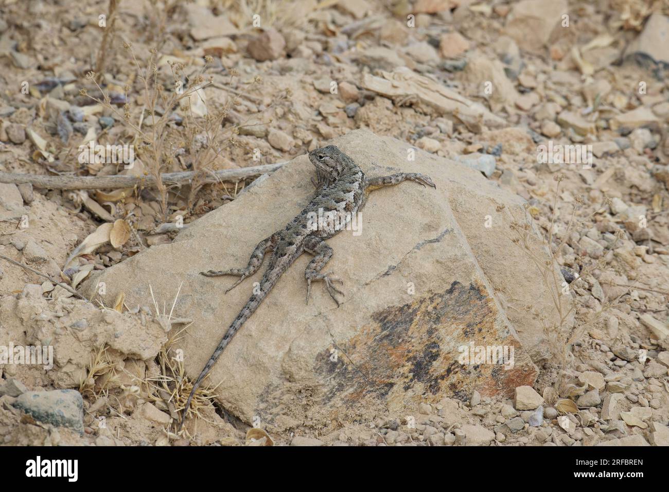 Wastern Fence Lizard on a rock Stock Photo