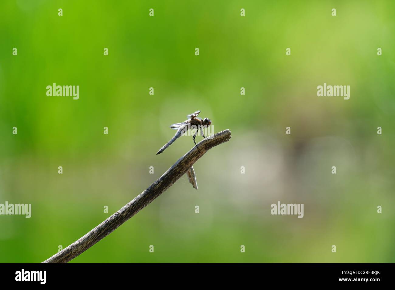 Common Whitetail Skimmer rests on branch Stock Photo