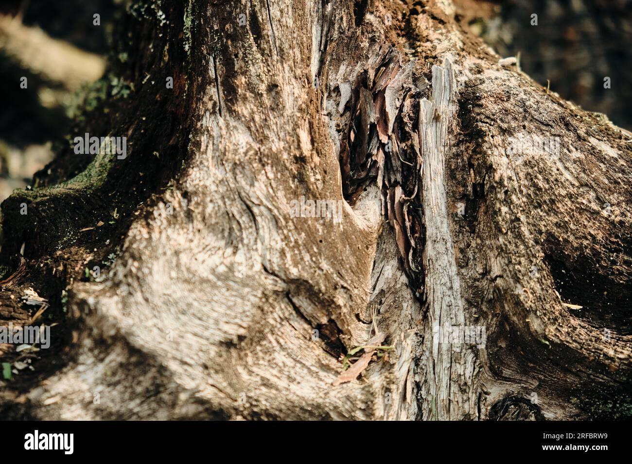 Close-up of vine trunk. Strain of old vineyard. Texture. dry tree on