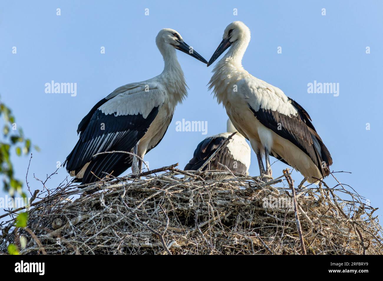 Two black and white storks, siblings, standing on the nest made of little twigs. Their beaks touching in a shape of a heart. Sunny summer day, blue sk Stock Photo