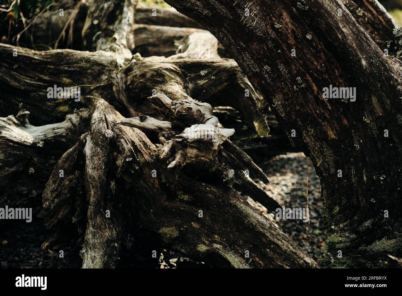 Close-up of vine trunk. Strain of old vineyard. Texture. dry tree on