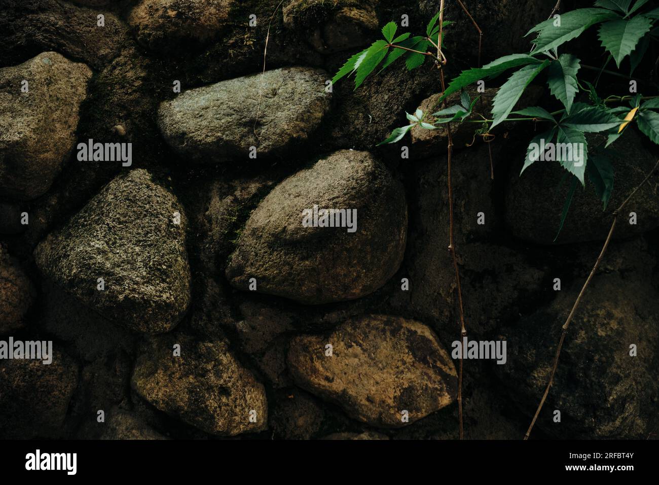 Massive wall background with green plants Mossy rustic stone texture ...