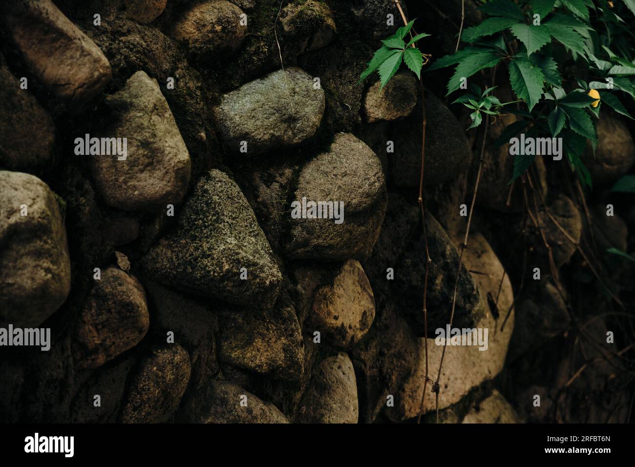 Massive wall background with green plants Mossy rustic stone texture ...