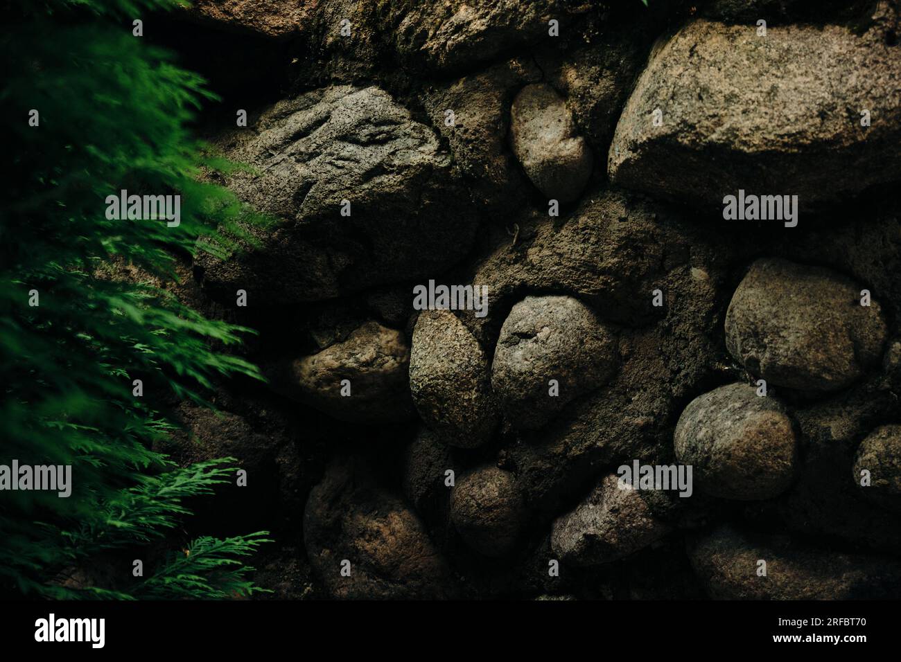 Massive wall background with green plants Mossy rustic stone texture ...